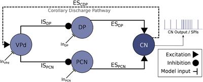 Modeling the Sequential Pattern Variability of the Electromotor Command System of Pulse Electric Fish